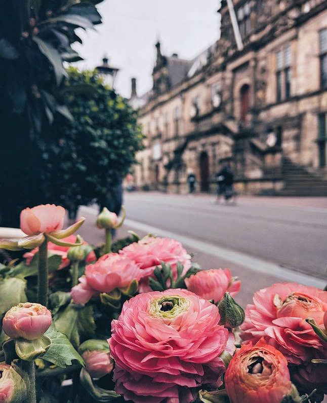 Фото - Цветы на фоне городских пейзажей