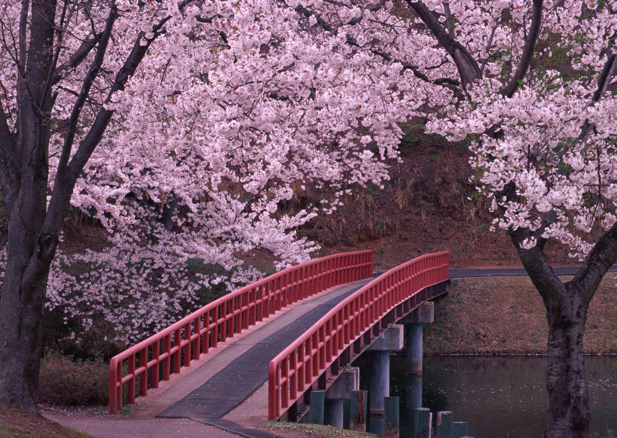 Фото - Ханами - цветение сакуры