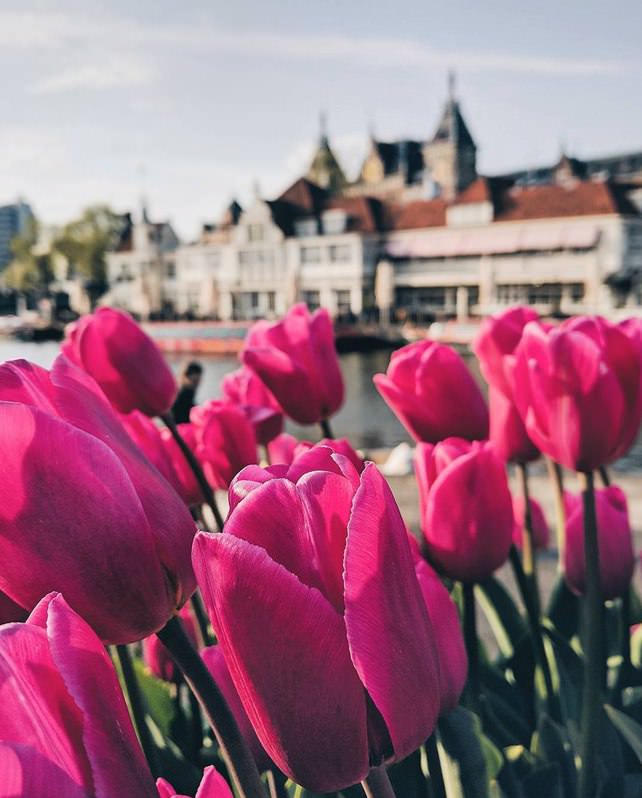 Фото - Тюльпаны - символ Нидерландов 