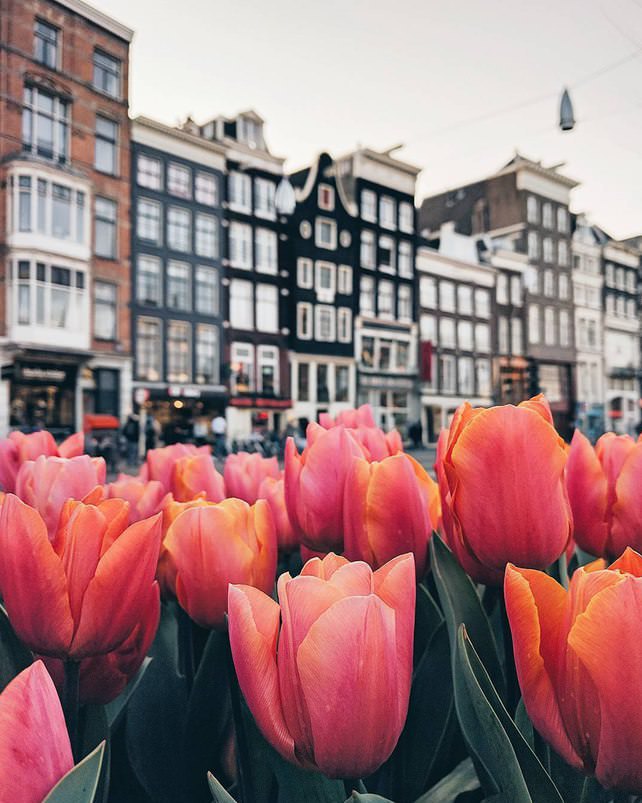 Фото - Розовые тюльпаны, Нидерланды
