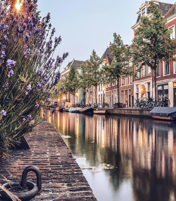 Фото - Цветы в Нидерландах