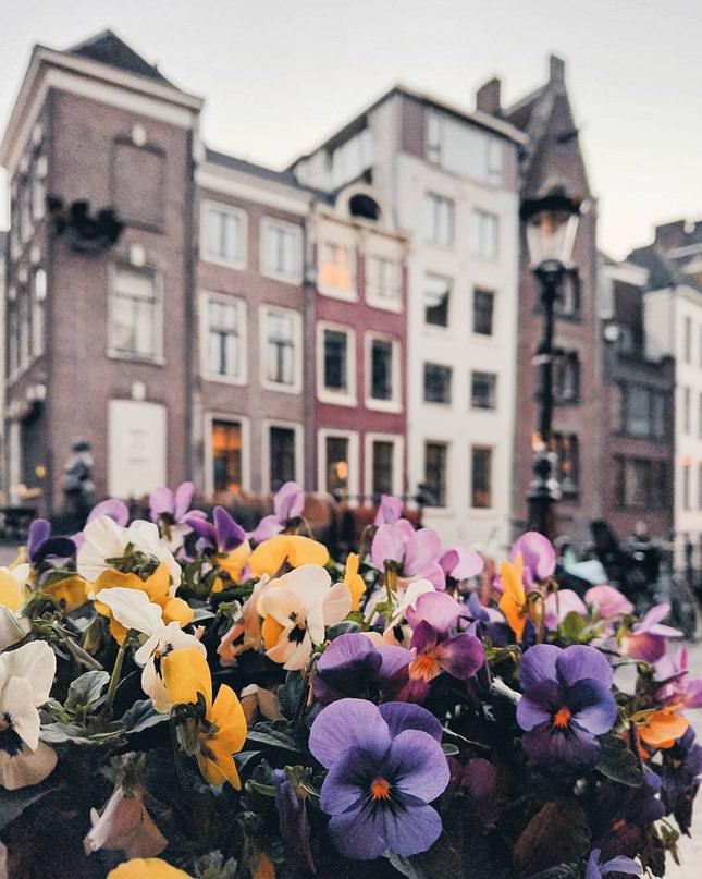 Фото - Цветочное украшение Нидерландов