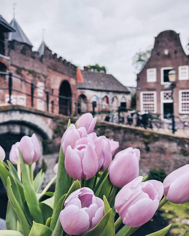 Фото - Фиолетовые тюльпаны, Нидерланды 