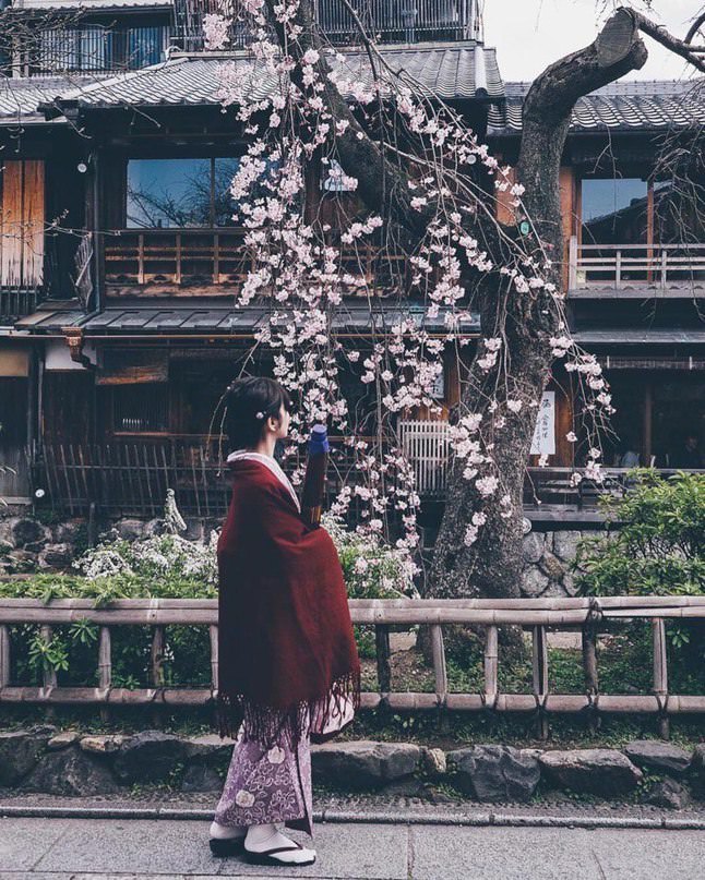 Фото - Цветение сакуры в Японии
