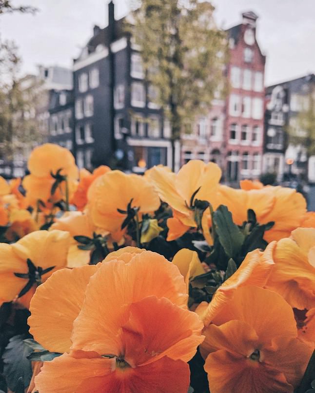 Фото - Яркие цветения в Нидерландах