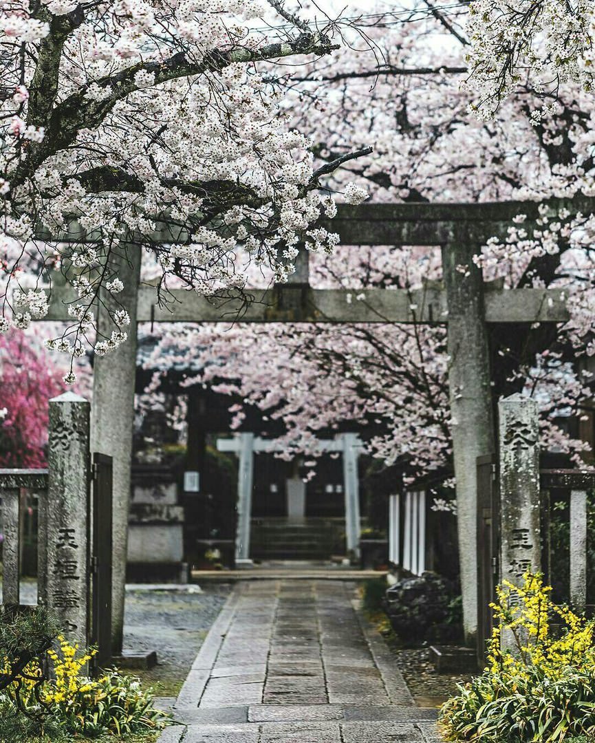 Фото - цветение сакуры в Японии