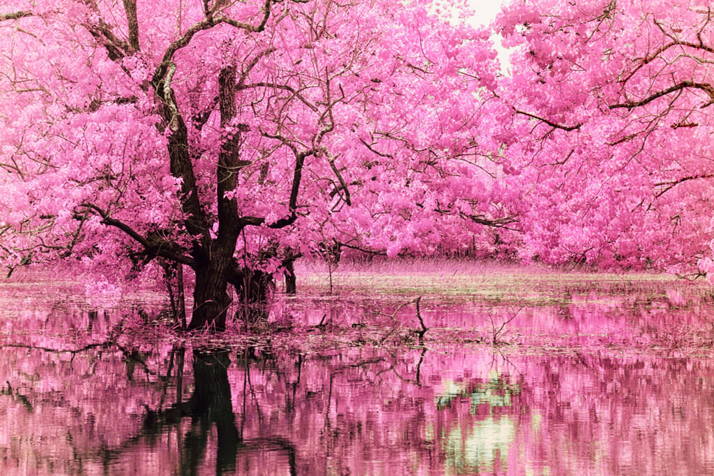 Фото - деревья сакуры в Японии весной